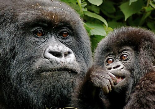 3-Days-Rwanda-Gorilla-Safari-min
