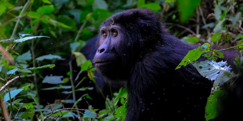 Gorilla Habituation in Uganda