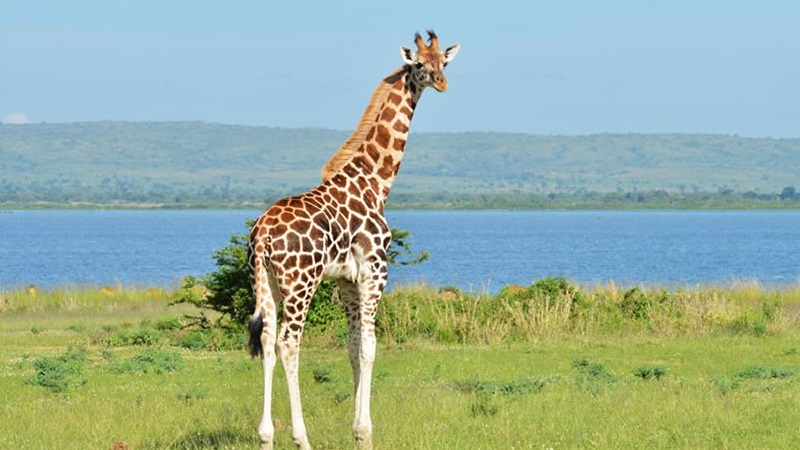 Embarking on a journey to Uganda promises a tapestry of natural wonders, vibrant cultures and ...